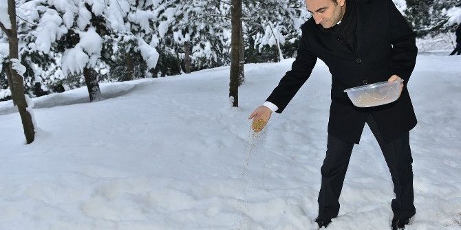 Karda Aç Kalan Sokak Hayvanlarına Belediye Şefkati