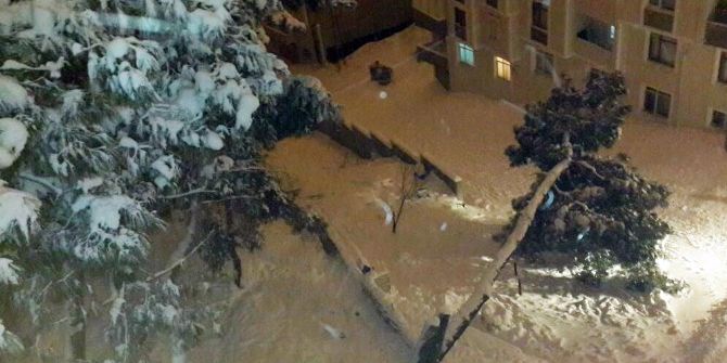 Yarım Asırlık Çam Ağacı Kar Yağışına Dayanamadı