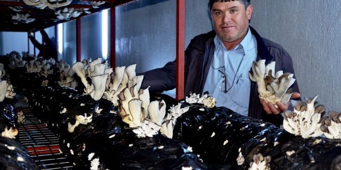 Üzümü Bıraktı Mantar Üretimine Başladı