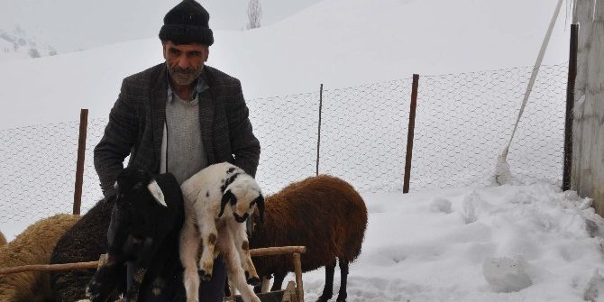 Erken Doğan Kuzular Yüzleri Güldürdü