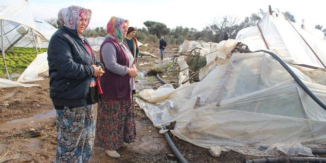 Seraları Vuran Kar Ürünlerin Yüzde 80’ine Zarar Verdi