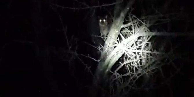 Sakarya’da Yaban Kedisi Görüldüğü İddia Edildi