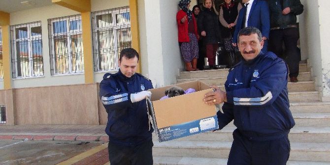 Donmak Üzere Olan Köpek İçin Seferber Oldular