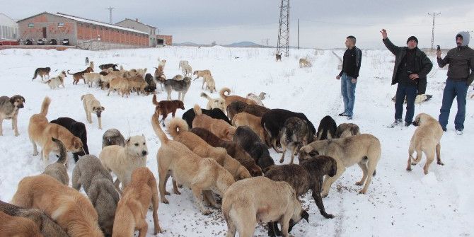 Tavşanlı’da Köpeklerin Soğuktan Ve Açlıktan Öldüğü İddiası