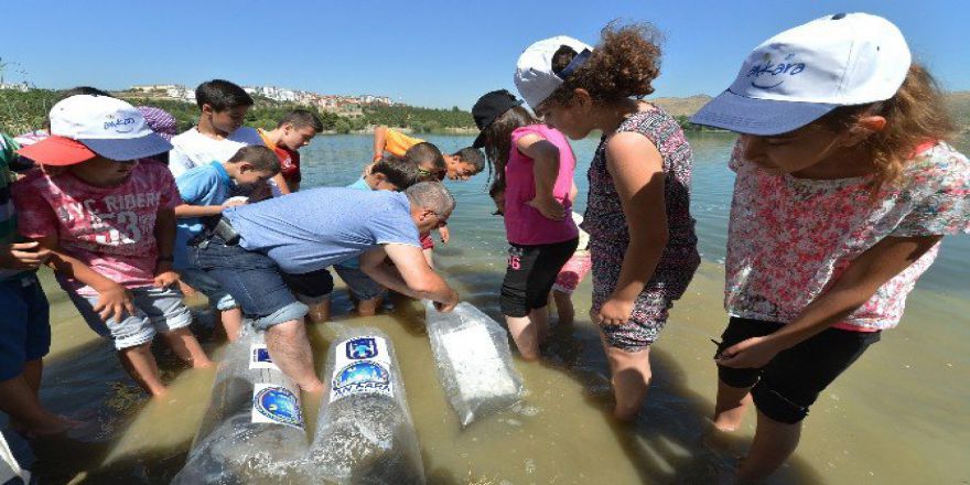 Ankara Büyükşehir, Göletlere Balık Bırakıyor