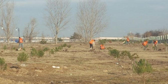 Tekirdağ Kamu Hastaneleri Birliği 650 Fidan Dikti