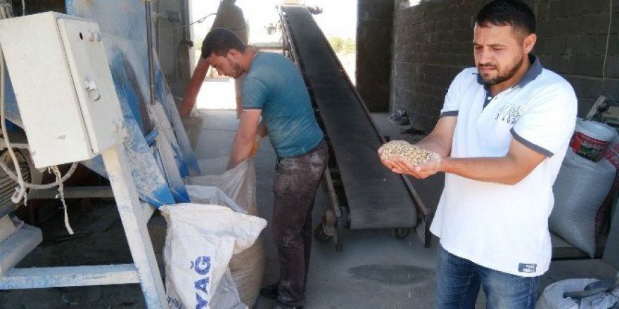 Arpa Ezmesi Besicilerin Tercihi Oldu