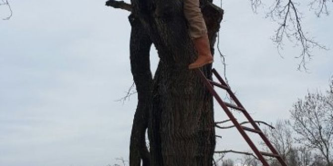 Ağaç Budarken Feci Ölüm