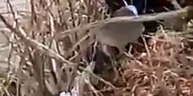 Günlerce Boynuna Geçen Bidonla Dolaşan Köpeği İtfaiye Kurtardı