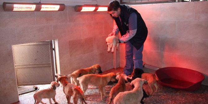 Donma Tehlikesi Geçiren Sokak Hayvanlarına Otel Sıcaklığı