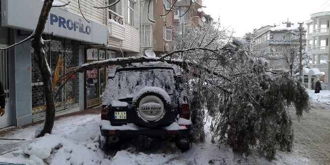 Çam Ağacı Aracın Üzerine Devrildi