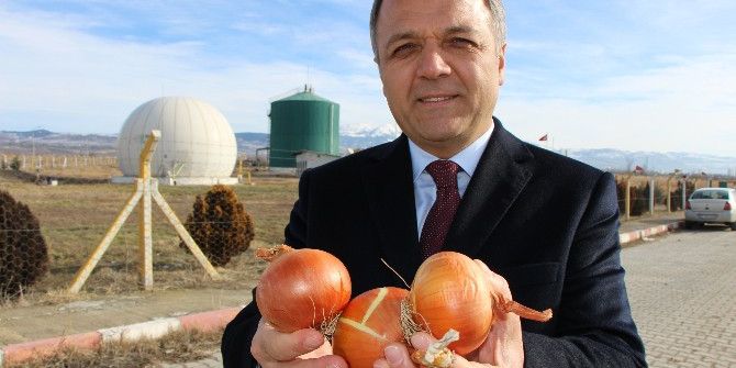 Çürüyen ‘Kırmızı Altın’ Elektriğe Dönüşecek
