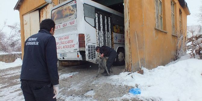 Malazgirt’te Sokak Köpekleri Kısırlaştırılıyor