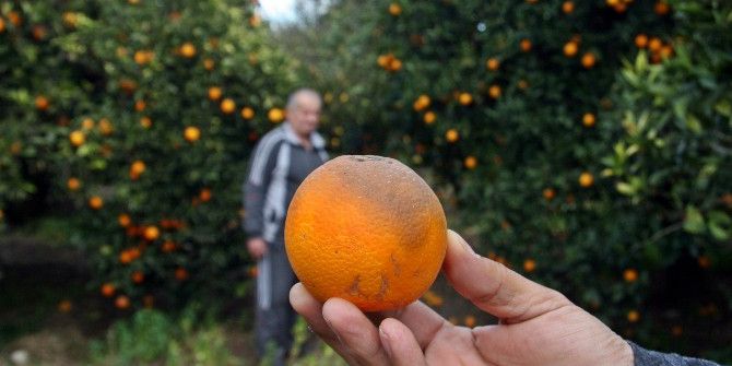 Kışın Vazgeçilmezi Portakalı Don Vurdu