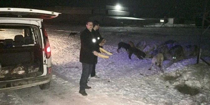 Zabıta Ekiplerinden Sokak Hayvanlarına Yiyecek Desteği