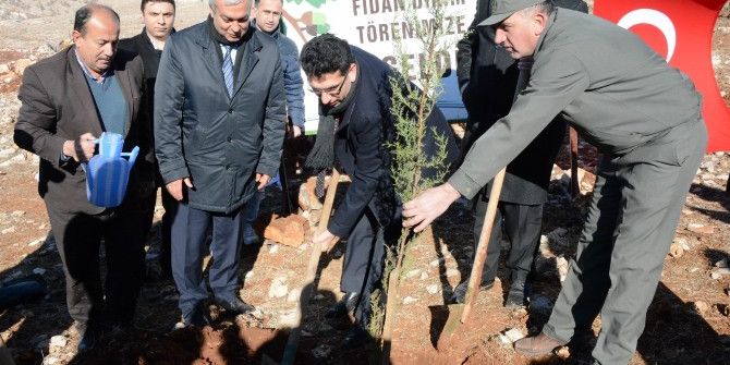 30 Bin Adet Fıstık Fidanı Toprakla Buluştu