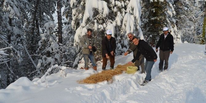 Yaban Hayvanlarına Yiyecek
