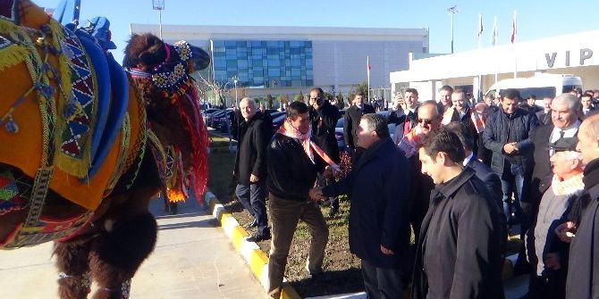 Yargıtay Başkanı Havalimanında Güreş Develeri İle Karşılandı