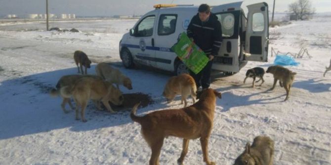 Marmaraereğlisi’nde Karla Mücadelede Sokak Hayvanları Unutulmadı
