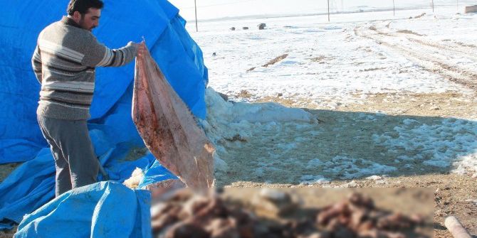 500 Kuzusu Ölen Adam Yardım Bekliyor