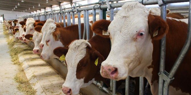 Ahır Ve Ağıl Projeleri Hibe Başvuruları Başladı