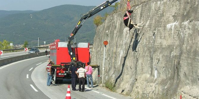 Düzce İtfaiyesi 2016 Yılında 91 Hayvan Kurtardı