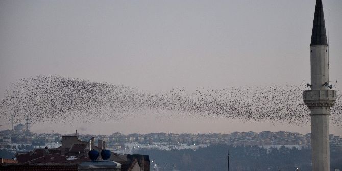 Eskişehir Semalarında Sığırcık Kuşlarının Dansı Büyüledi
