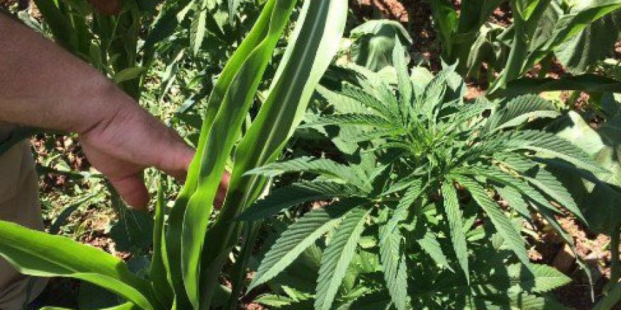 Alanya’da Mısır Tarlasında Kenevir Ele Geçirildi