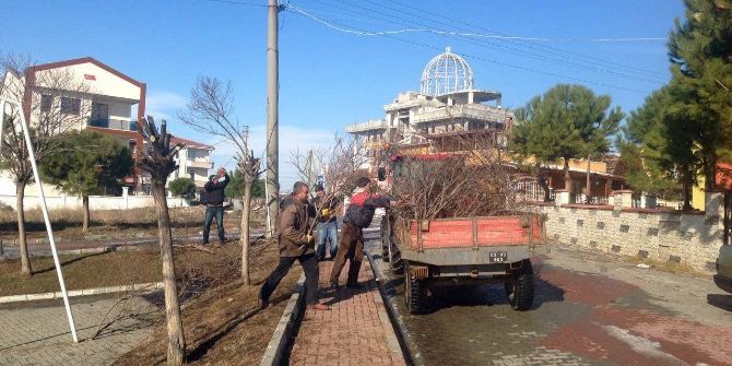 Ağaçlara Kış Önlemi
