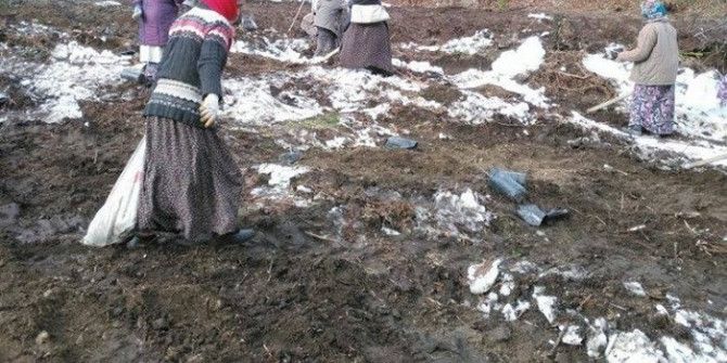 Gölyaka’da Yabanıl Meyveli Tür Ağaçlandırması Yapıldı