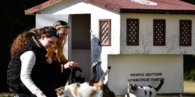 Muratpaşa Belediyesi, 18 Yeni Kedi Evi Yerleştirdi