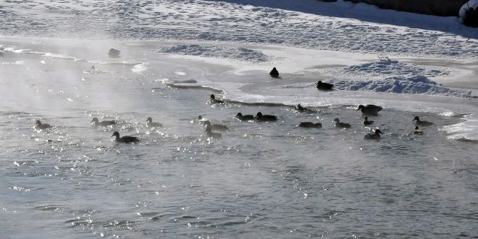 Yaban Ördekleri Şehir Merkezine Geldi