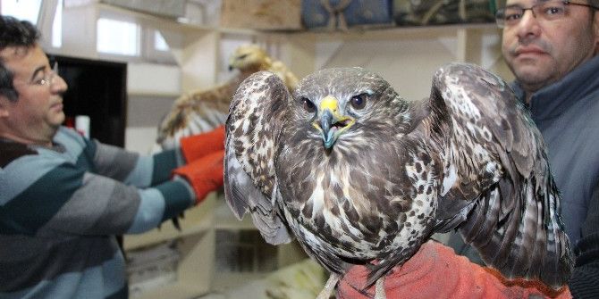 Kara Kış Yırtıcı Kuşları Da Vurdu