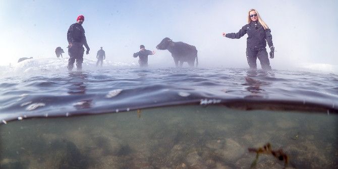 Çaldıran’da Mandaların -23 Derecedeki Sıradışı Beslenmesi