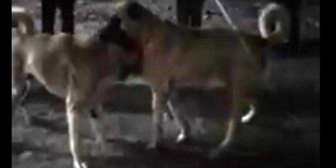 Köpek Dövüştürüp Sosyal Medyada Paylaşan Kişiye 5 Bin Lira Ceza