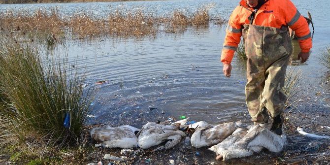 Bafra’da Kanatlı Hayvan Ölümleri