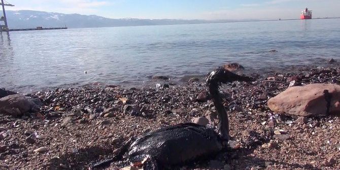 İzmit Körfezi’nde Yakıt Sızıntısı Felaketi