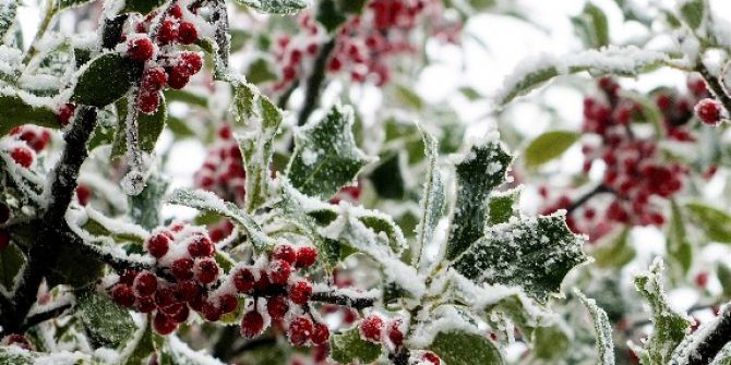 İspanya’nın Galiçya Bölgesinde Soğuk Meyve Ağaçlarını Tehdit Ediyor