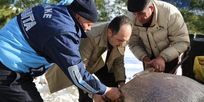 Finike Belediye Başkanı Kış Şartlarında Yiyecek Bulmakta Zorlanan Vahşi Hayvanların Geçiş Güzergahlarına Yem Bıraktı.