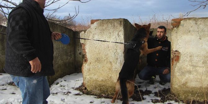 Bu Köpekler Aldıkları Eğitimle Karda Kaybolanları Böyle Buluyor...