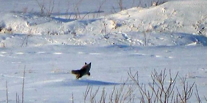 Kars’ta Tilkilerin Av Mesaisi Başladı