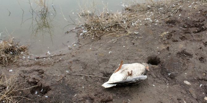 Gölet Suyunu İçen Hayvanların Telef Olduğu İddiası