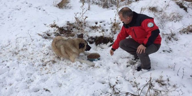 Odunpazarı Belediyesi Sokak Hayvanlarının Yardımına Koşuyor