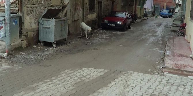 Sandıklı’da ’Kuduz’ Alarmı