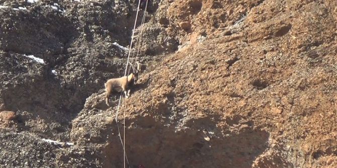 Afad’dan Keçi Kurtarma Operasyonu