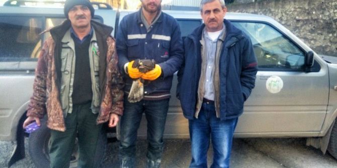Yaralı Şahin Donmak Üzereyken Bulundu