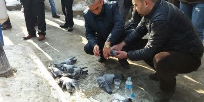 Kırıkkale’de Güvercin Katliamı