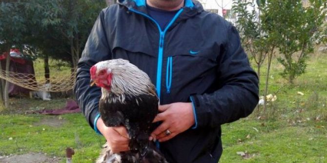 Sağlıkçının Yine Tavukları Çalındı