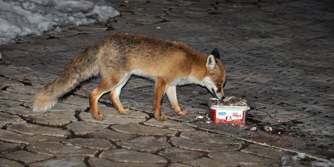 Tilkilerin Vazgeçemediği Lokanta