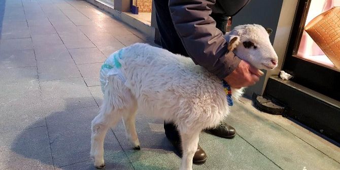 Kuzusunu Bez Bağlayarak Sokakta Dolaştırıyor